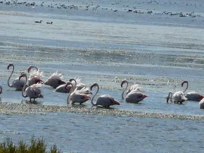 Altri animali domestici presso il bed & breakfast o nei dintorni