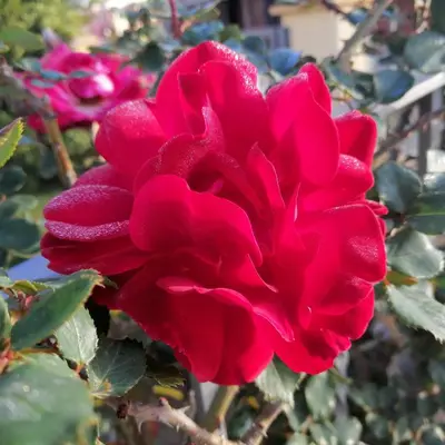 Giardino di Acquachiara Home Giardino e posto auto privato