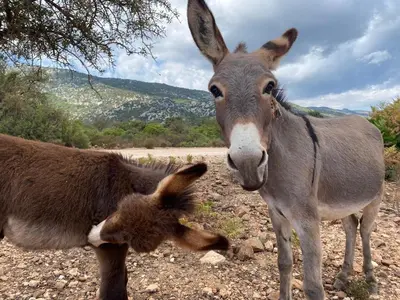 Altri animali domestici presso il bed & breakfast o nei dintorni