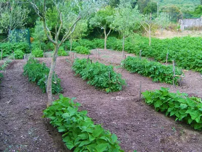 Giardino di Agriturismo SaTanca
