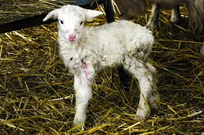 Altri animali domestici presso l'agriturismo o nei dintorni