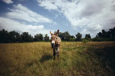 Altri animali domestici presso l'agriturismo o nei dintorni