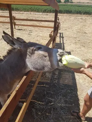 Altri animali domestici presso il bed & breakfast o nei dintorni