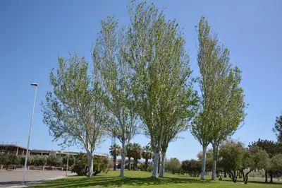 Planimetria di Giardini e Mare
