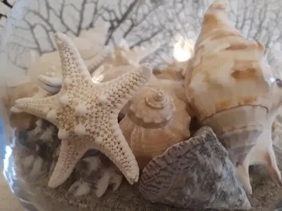 Planimetria di La Casa delle Conchiglie