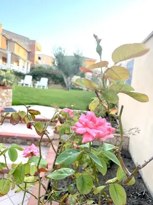Giardino di Rosa's House - zona ospedaliera