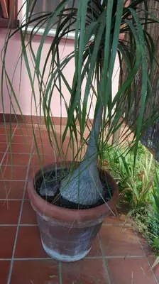 Planimetria di Chia Zeffiro