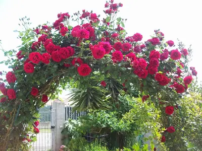 Giardino di B&B Kazakova