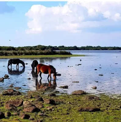 Altri animali domestici presso il bed & breakfast o nei dintorni