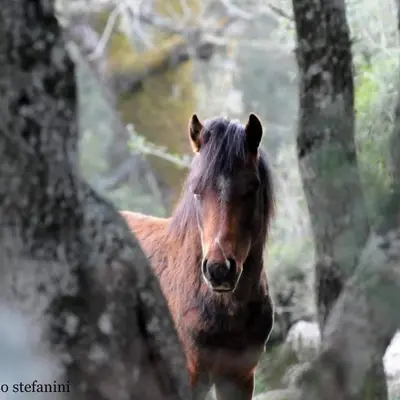 Altri animali domestici presso il bed & breakfast o nei dintorni