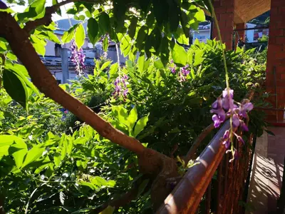 Giardino di Zia Chiarina