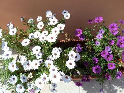 Giardino di ### Appartamenti sulla SPIAGGIA al POETTO ###