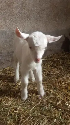 Altri animali domestici presso l'agriturismo o nei dintorni