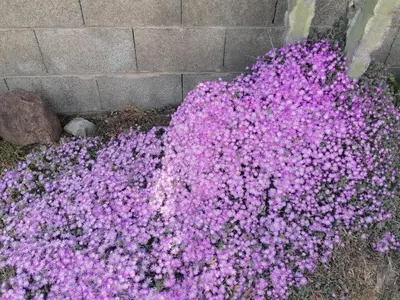 Giardino di Su Matutzu