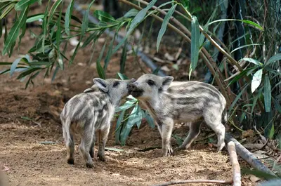 Altri animali domestici presso il resort o nei dintorni