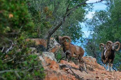 Altri animali domestici presso il resort o nei dintorni