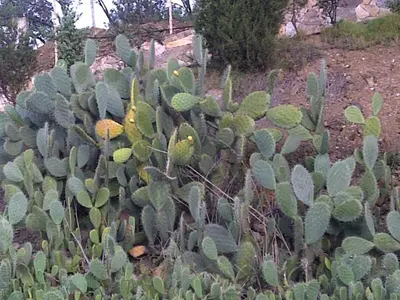Giardino di panato's home