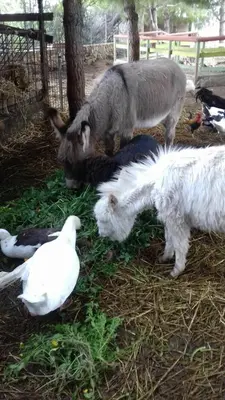 Altri animali domestici presso l'agriturismo o nei dintorni