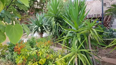 Giardino di Piero's Apartment