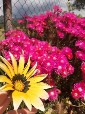 Giardino di B&B Su Frascu Segau