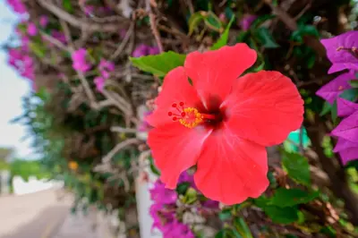 Planimetria di Hotel Solanas