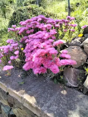 Giardino di La Rosa dei Venti