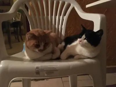 Ospiti di Fattoria di Anja e Marco con animali domestici