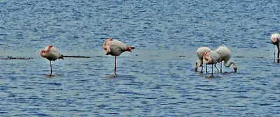 Altri animali domestici presso la casa vacanze o nei dintorni