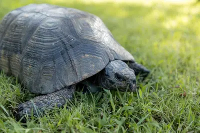 Altri animali domestici presso l'aparthotel o nei dintorni