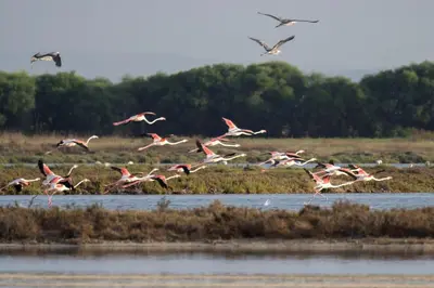 Altri animali domestici presso l'hotel o nei dintorni