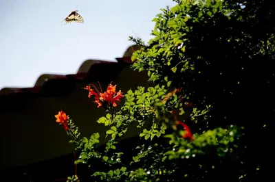 Giardino di Sa Pedrera Country Hotel