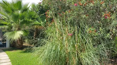 Giardino di Villa Ines con piscina sud Sardegna