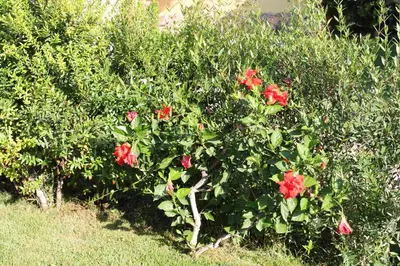 Giardino di Casa Alessia