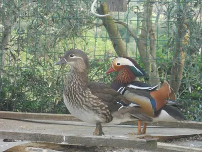 Altri animali domestici presso l'agriturismo o nei dintorni
