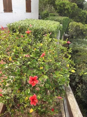 Giardino di Villa Prua
