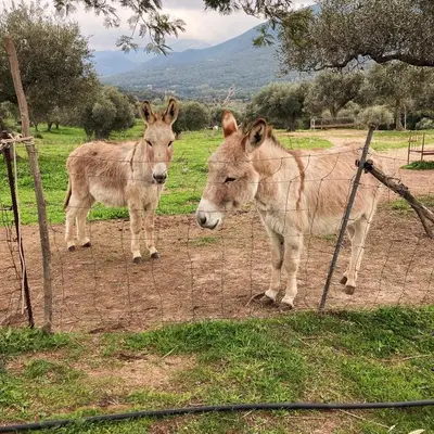Altri animali domestici presso l'agriturismo o nei dintorni