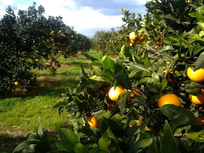 Giardino di Su Canonigu Agriresort - Rooms & Glamping
