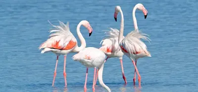 Altri animali domestici presso l'hotel o nei dintorni