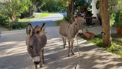 Altri animali domestici presso il bed & breakfast o nei dintorni