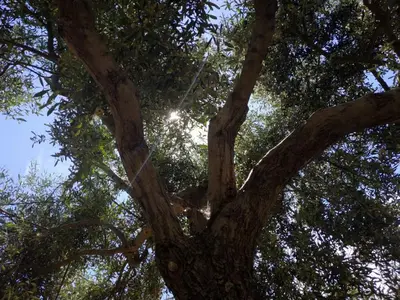 Planimetria di Vacanza in Ogliastra