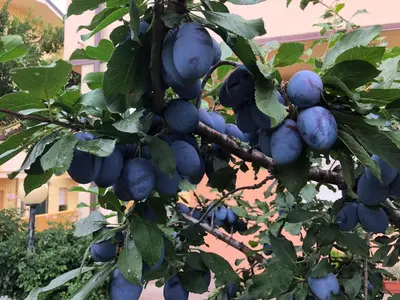 Giardino di B&B I Fenicotteri