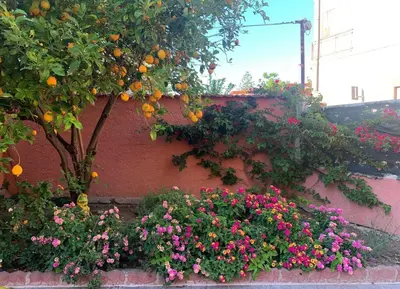 Giardino di I Limoni del Sud Sardegna