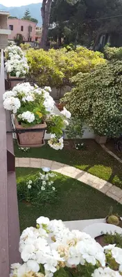 Giardino di Sole D'oro IUN S4354