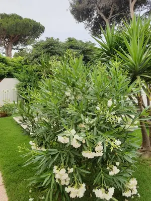 Giardino di Sole D'oro IUN S4354