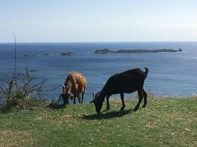 Altri animali domestici presso l'appartamento o nei dintorni