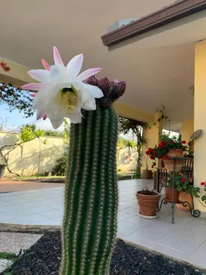 Giardino di I Gerani