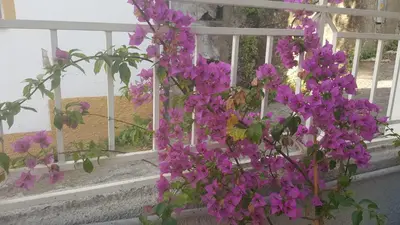 Giardino di Il pergolato