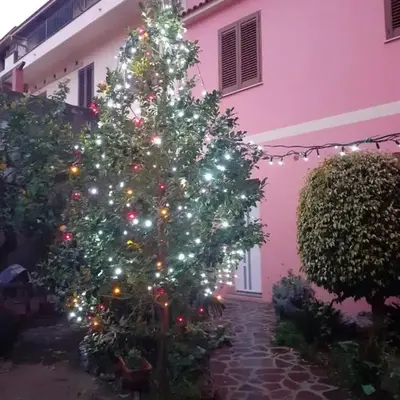 L'Agrifoglio di Emy