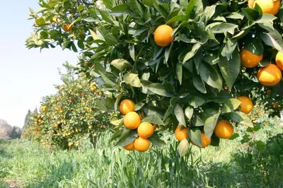 Planimetria di Agriturismo Archelao