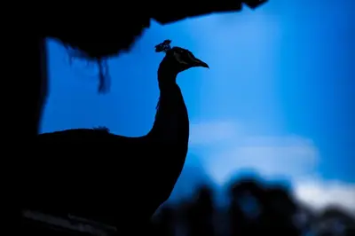 Altri animali domestici presso l'agriturismo o nei dintorni